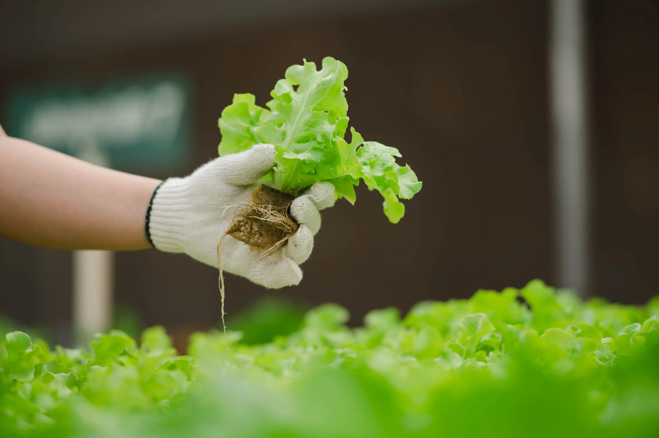 O que pode ser plantado em hidroponia?