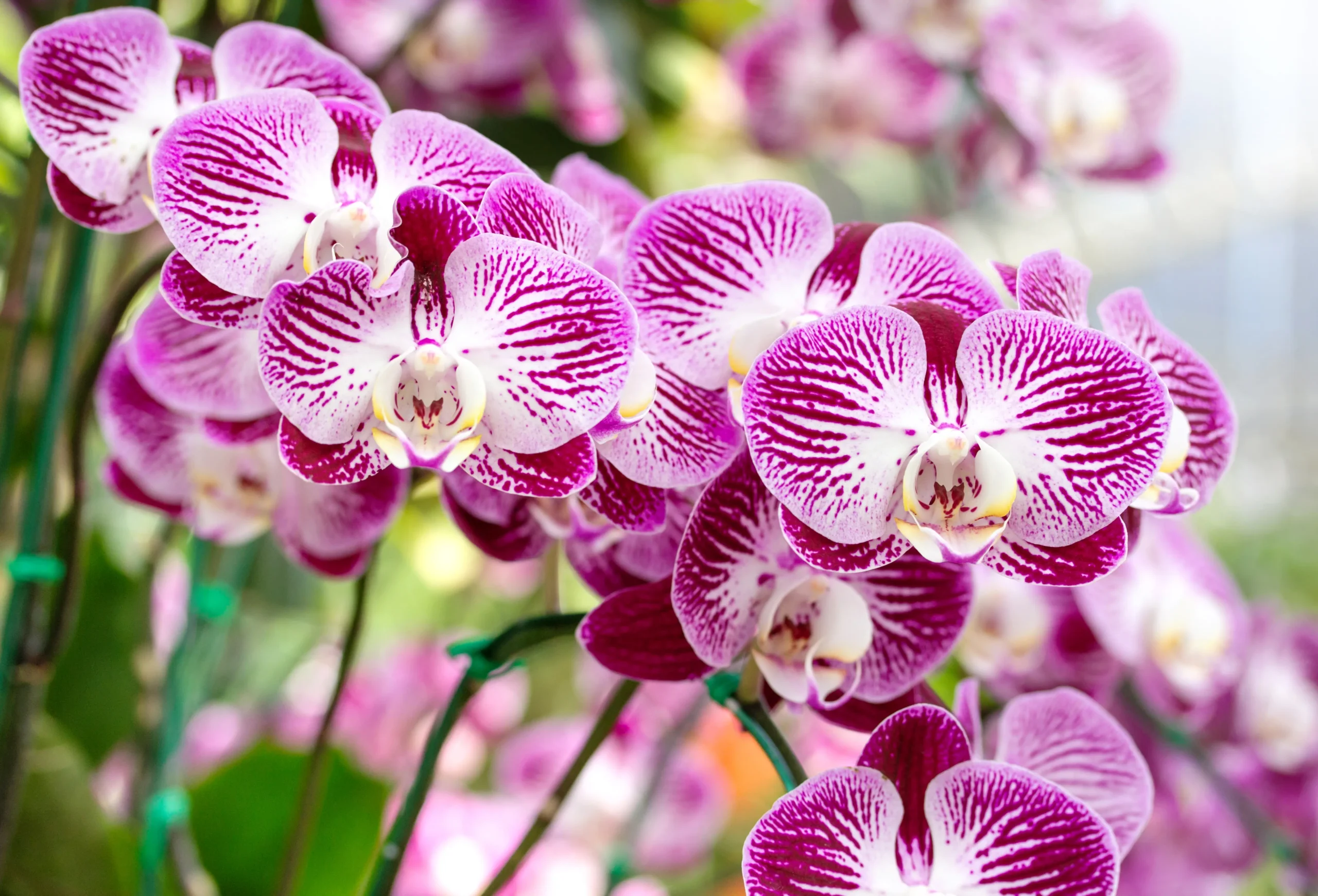orquídeas como cultivar