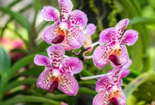 Orquídeas: como usar na decoração?
