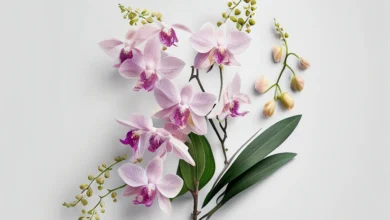 Orquídeas: Dicas de como identificar e tratar pragas