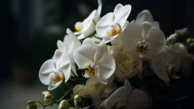 Passo a passo: Orquídeas na parede