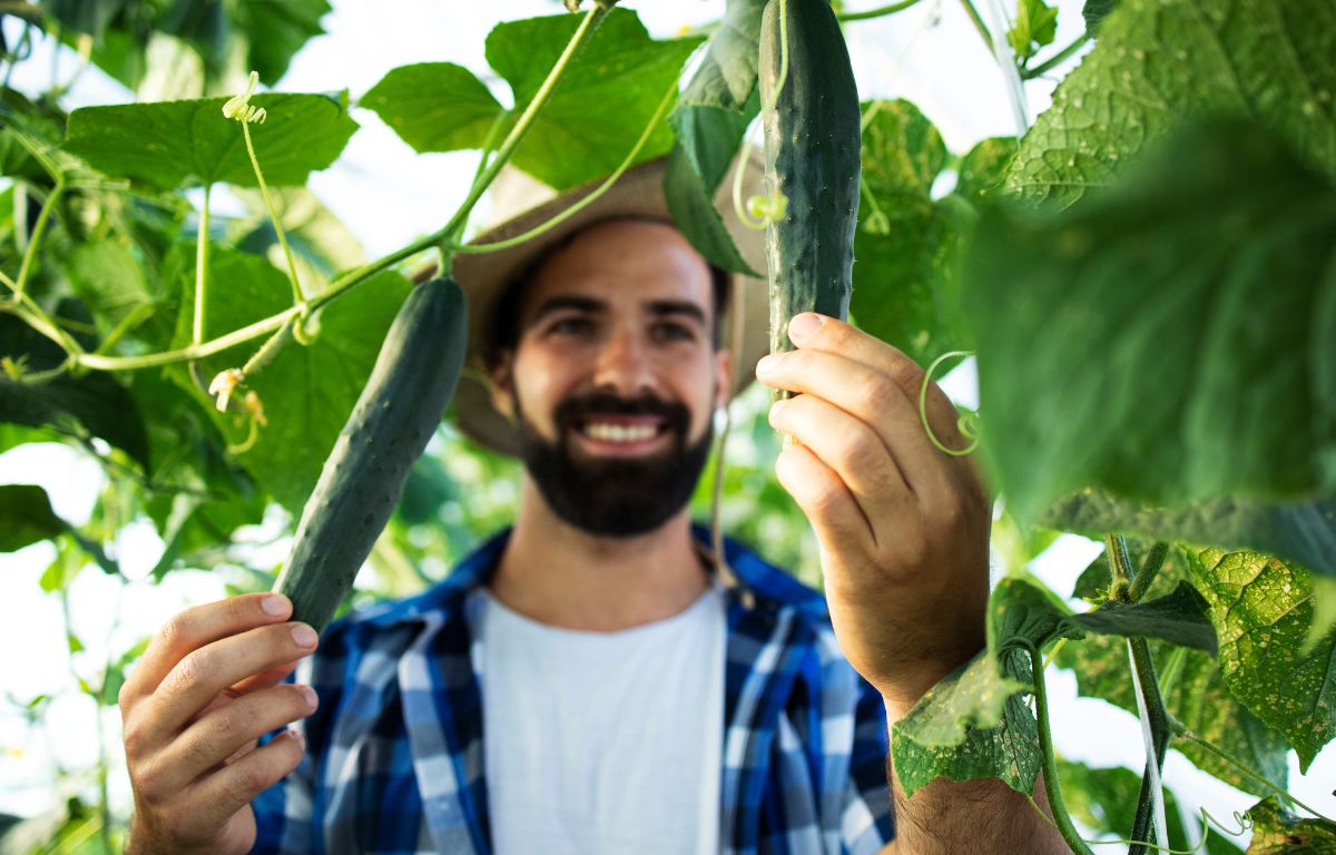 pepino