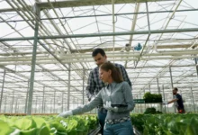 Produção de Morangos em Hidroponia