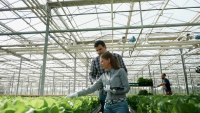 Produção de Morangos em Hidroponia