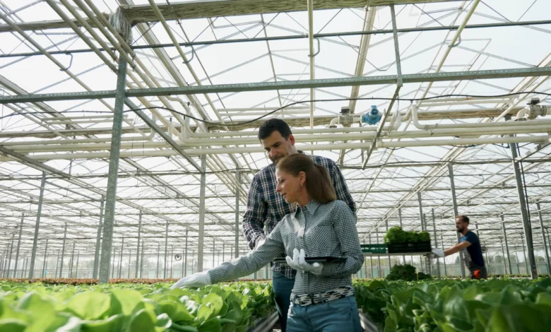 Produção de Morangos em Hidroponia