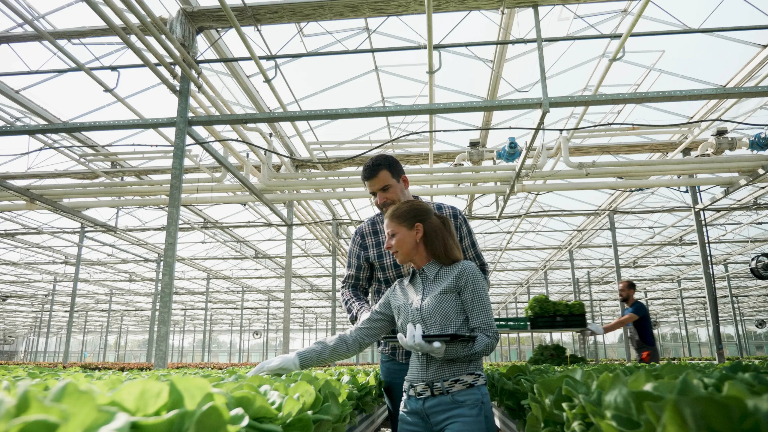 Produção de Morangos em Hidroponia