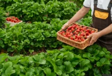 Quais as vantagens da hidroponia para o consumidor