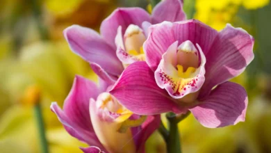 Saiba como cuidar e deixar suas orquídeas sempre floridas