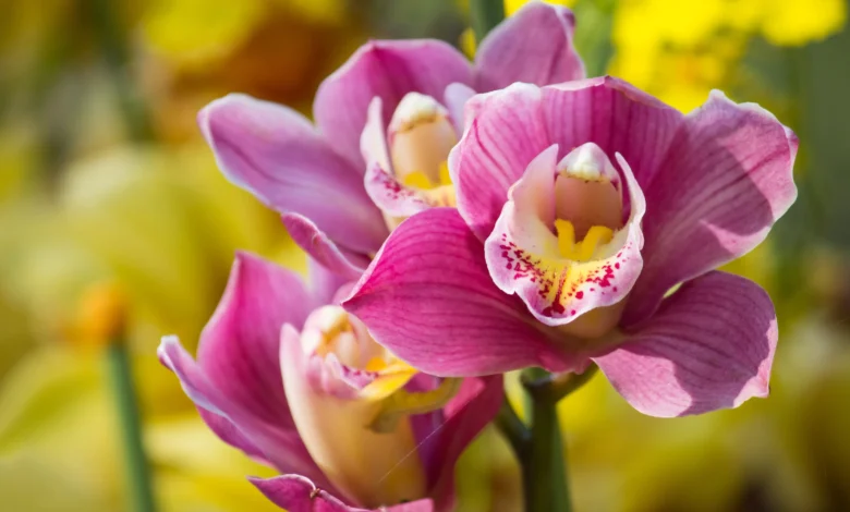Saiba como cuidar e deixar suas orquídeas sempre floridas