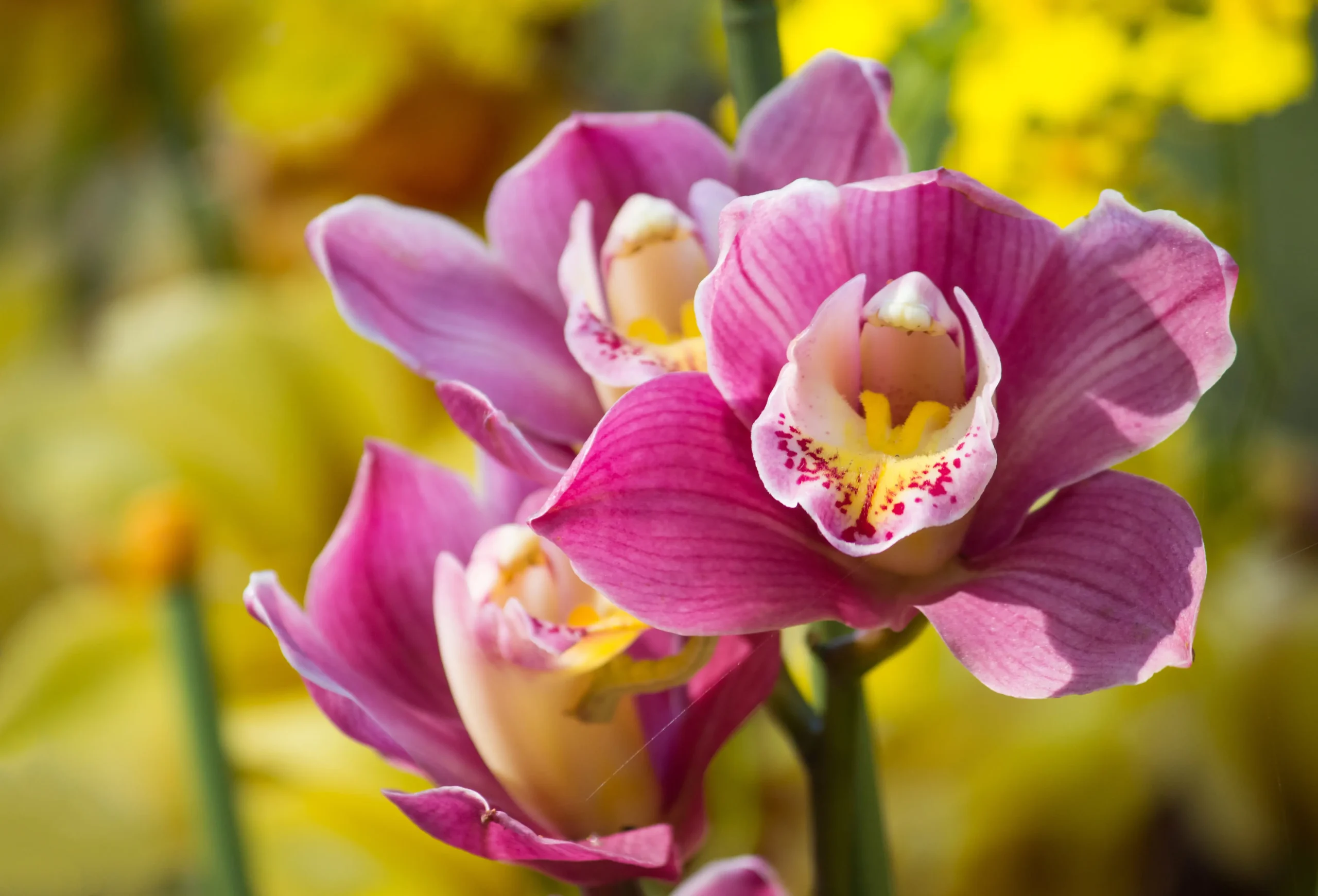Saiba como cuidar e deixar suas orquídeas sempre floridas