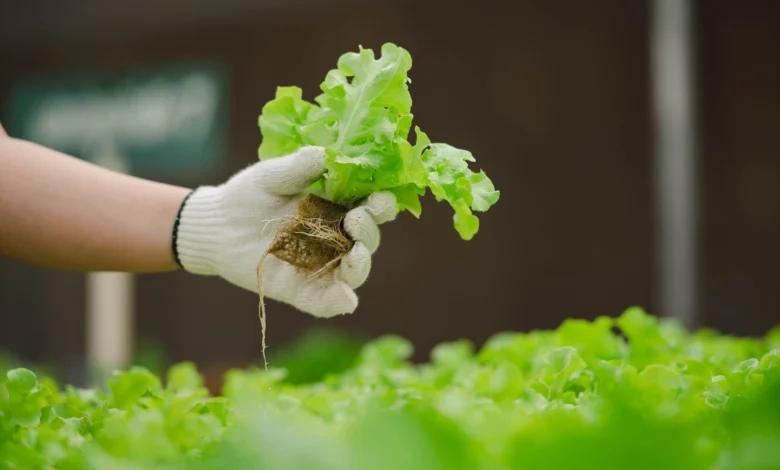 vantagens do cultivo em hidroponia