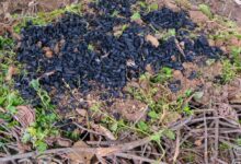 Biochar