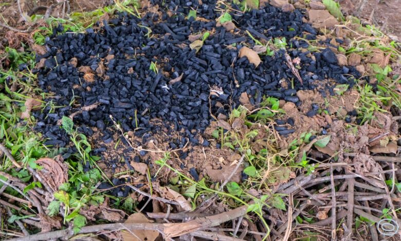 Biochar