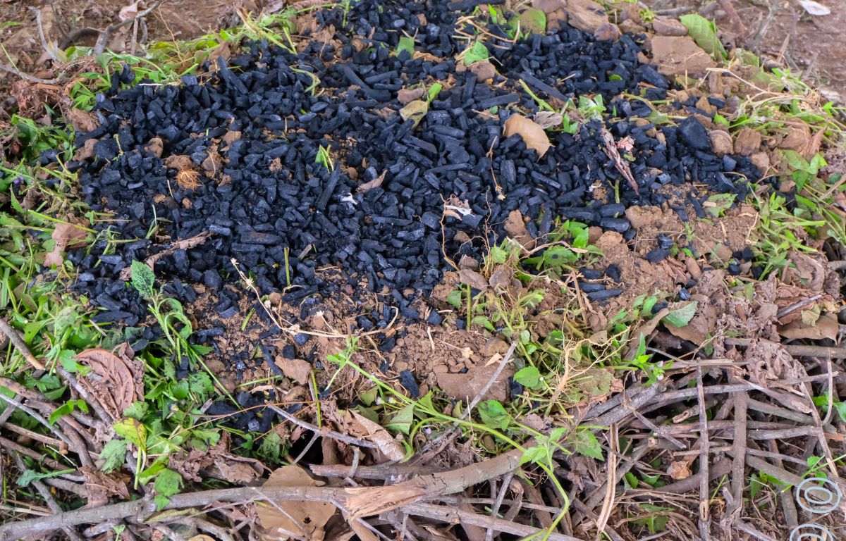 Biochar