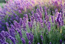 Jardinagem Terapêutica