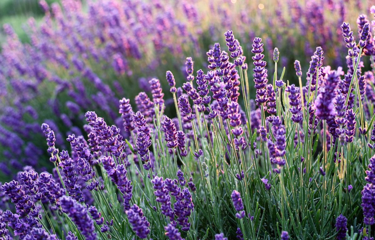 Jardinagem Terapêutica