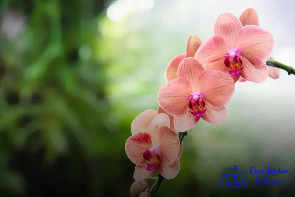 Abelhas de orquídeas
