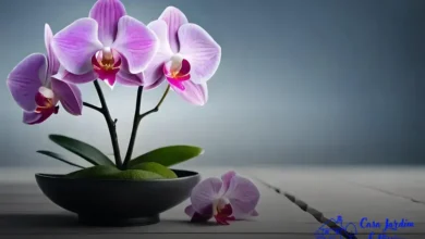 bromélias, orquídeas e outras epífitas