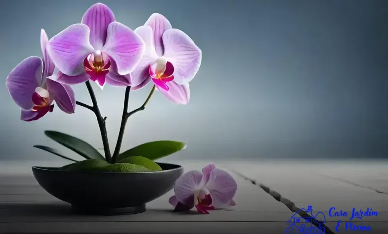 bromélias, orquídeas e outras epífitas