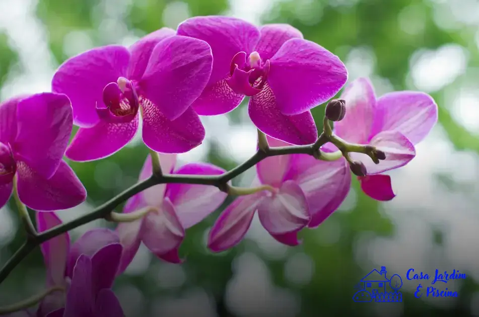 Casca de Banana para as Orquídeas