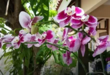 Classificação das orquídeas por tipo de crescimento