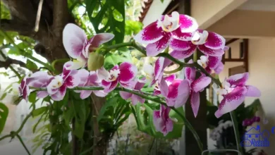 Classificação das orquídeas por tipo de crescimento