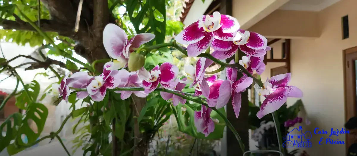 Classificação das orquídeas por tipo de crescimento
