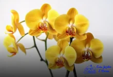 cochonilhas em orquídeas