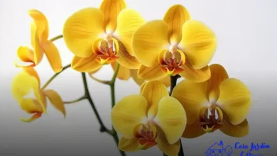 cochonilhas em orquídeas