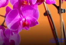 Cultivar Orquídeas a Partir de Raízes