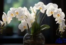 Espécies de Orquídeas em Extinção