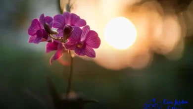 espécies de orquídeas raras
