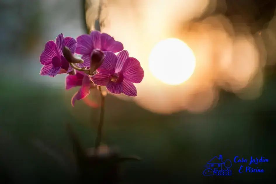 espécies de orquídeas raras