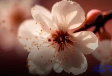 Jardim Vertical Com Orquídeas