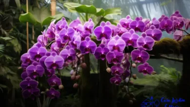 Mini orquídeas