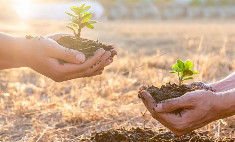 mudas de plantas