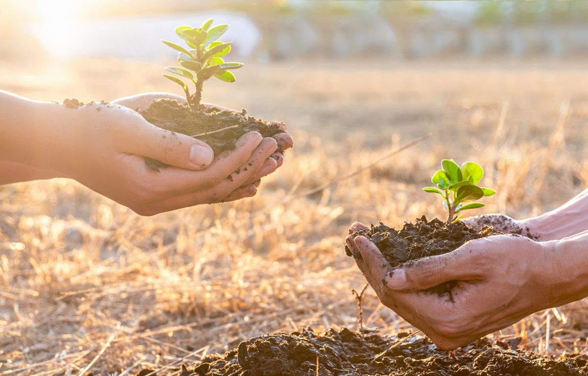 mudas de plantas