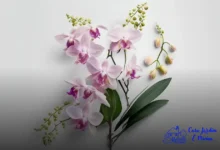 orquídeas Cattleyas