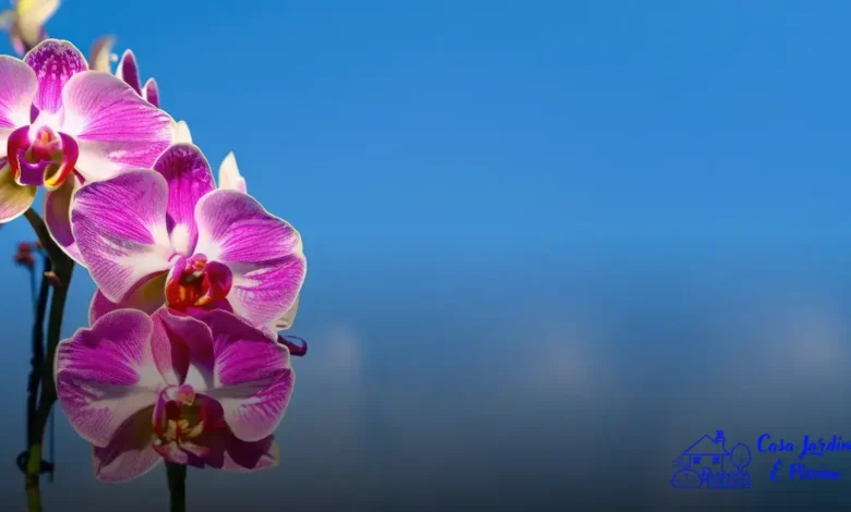 Orquídeas e Bromélias