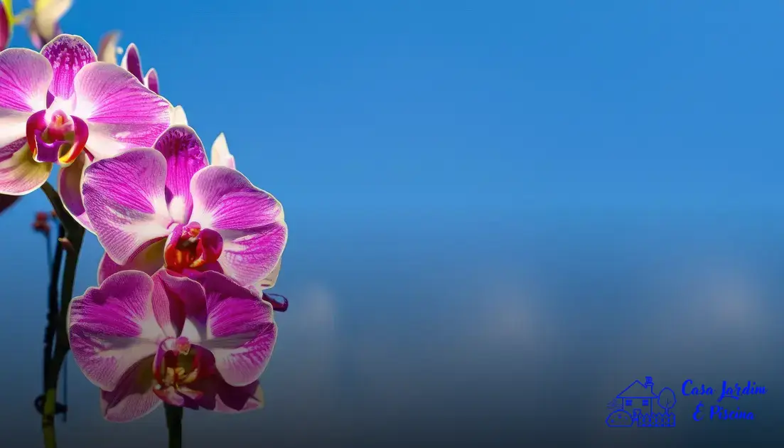 Orquídeas e Bromélias