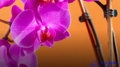Orquídeas e suas anomalias florais