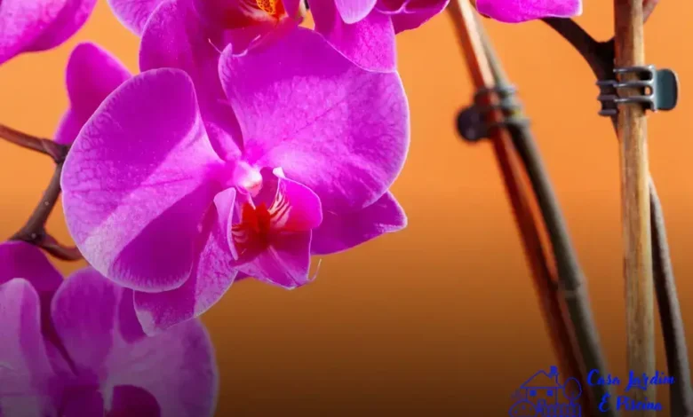 Orquídeas e suas anomalias florais