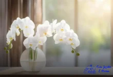 orquídeas em apartamento