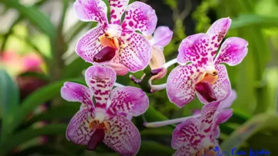 orquídeas para garantir flores lindas o ano todo