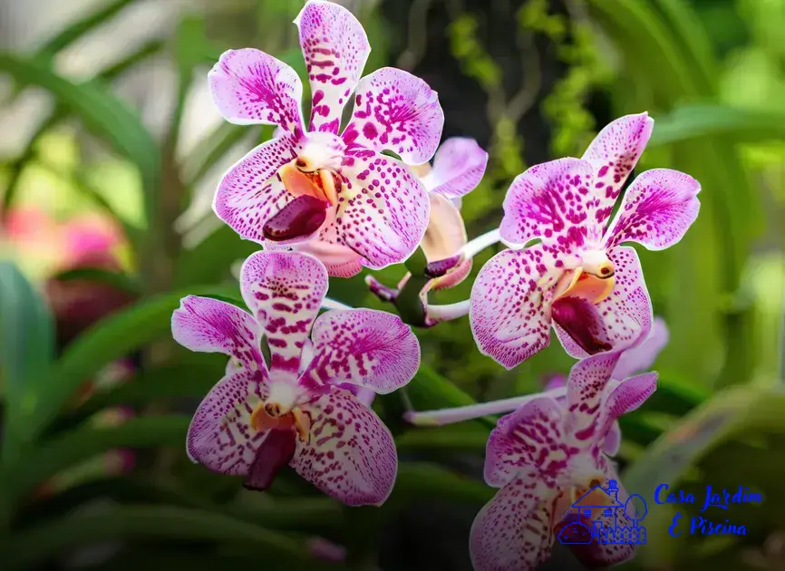 orquídeas para garantir flores lindas o ano todo