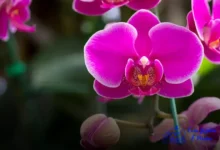 Orquídeas que gostam de sol