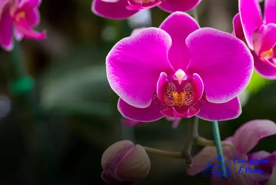 Orquídeas que gostam de sol