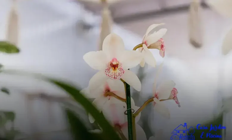 parasita Cattleyas