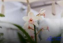 plantar orquídeas no seu jardim