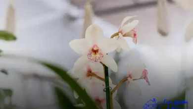 plantar orquídeas no seu jardim